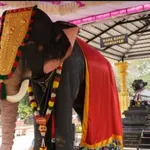 Madras High Court sets aside ban on temples acquiring elephants, upholds Lalitha’s welfare orders